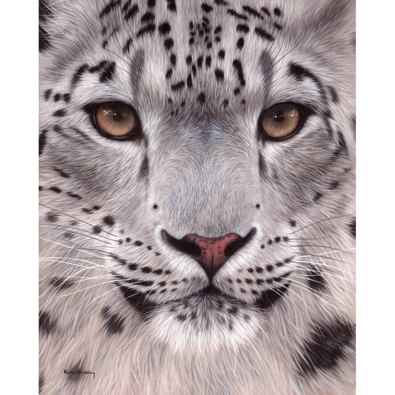 Posterazzi Snow Leopard Face Poster Print by Rachel Stribbling
